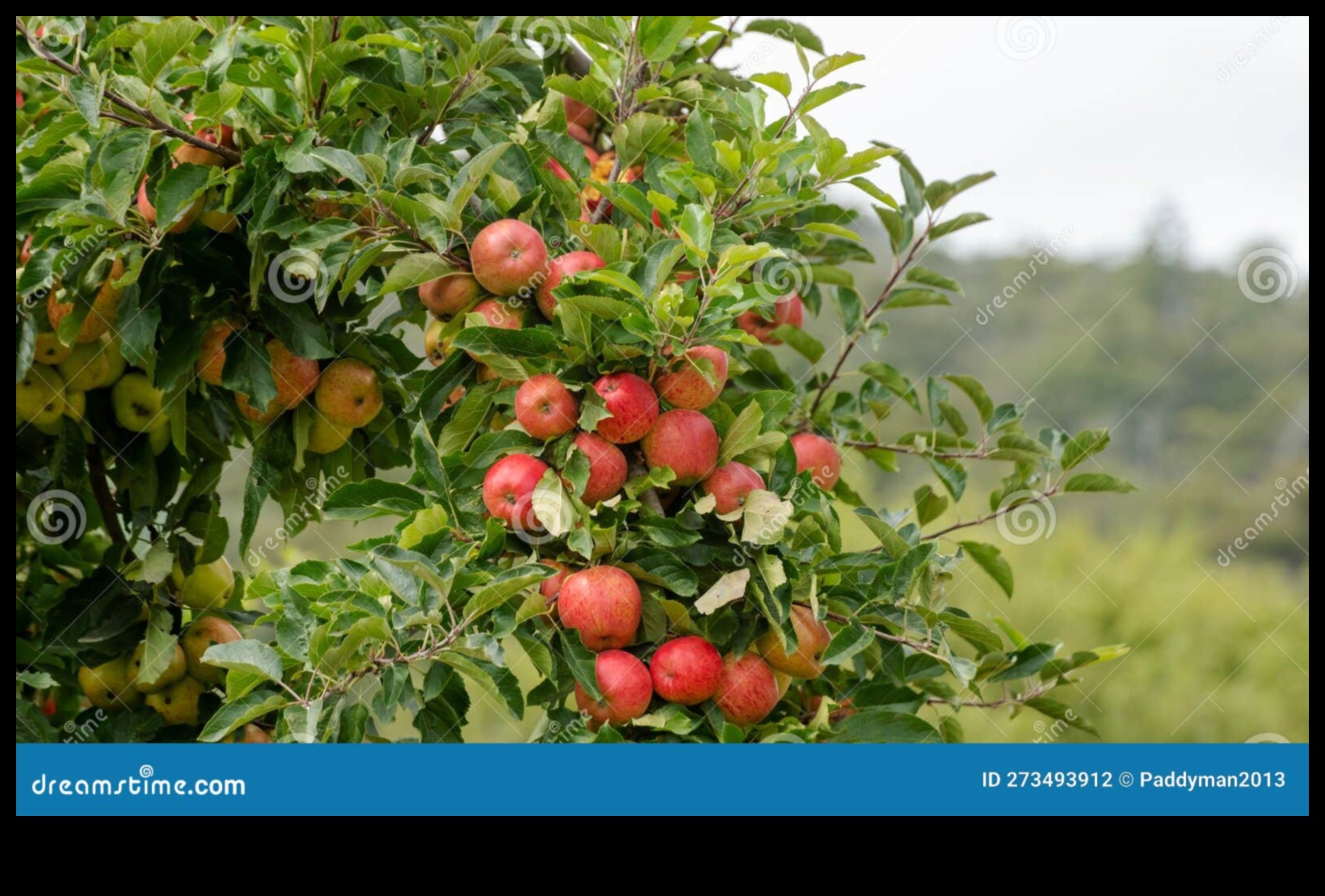 Περιβόλια Μια γλυκιά πηγή φρούτων 10 Orchards in Bloom: Blossoming Fruit Trees in Rural Landscapes