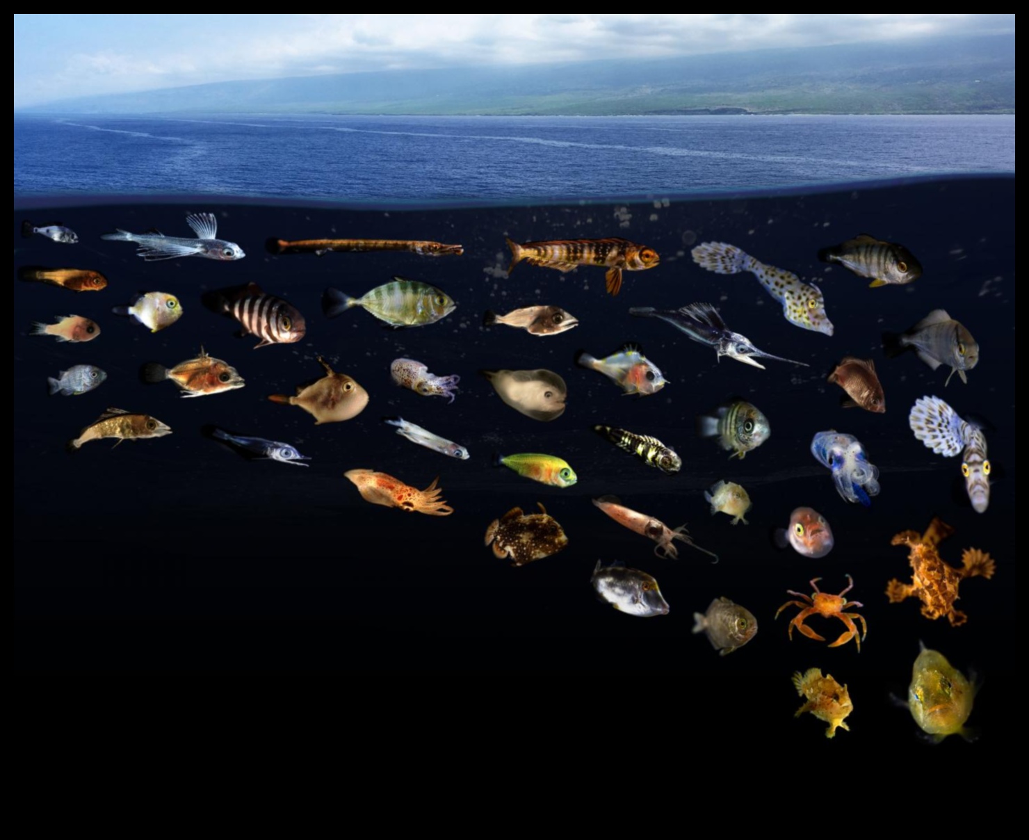 Ο κρυμμένος κόσμος της υδάτινης βιοποικιλότητας 4 Πώς συμβάλλουν τα διάφορα υδατικά συστήματα στην υδάτινη βιοποικιλότητα των τοπίων;