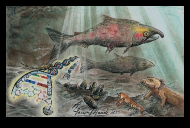 Ο κρυμμένος κόσμος της υδάτινης βιοποικιλότητας 2 Πώς συμβάλλουν τα διάφορα υδατικά συστήματα στην υδάτινη βιοποικιλότητα των τοπίων;