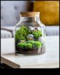 Terrariums Ένα σπίτι για τα φυτά σας