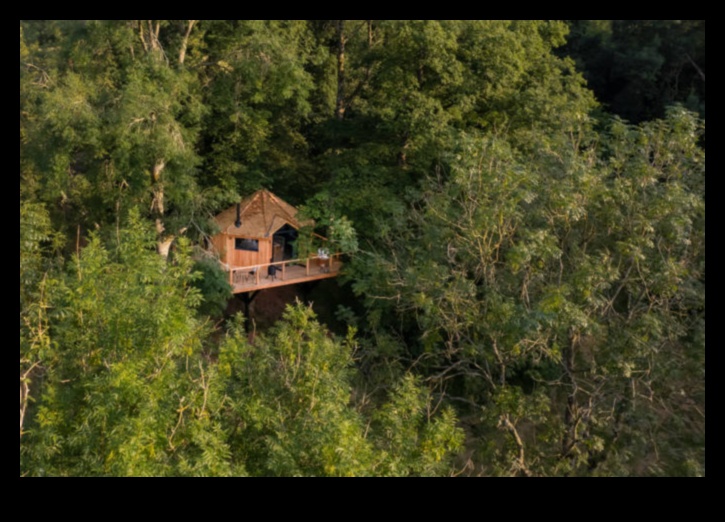 Canopy Chronicles A Journey to the Treettops of Outdoor Bliss 3 Canopy Chronicles: Stories from the Treetops of Outdoor Bliss