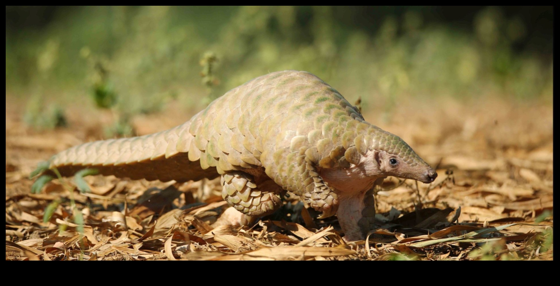 Διάσωση Απειλούμενων Ειδών Ένας αγώνας ενάντια στον χρόνο 2 Πώς συμβάλλουν τα τοπία στη διατήρηση των απειλούμενων ειδών;
