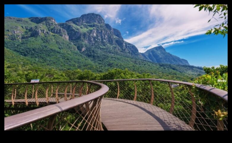 Canopy Chronicles A Journey to the Treetops of Outdoor Bliss
